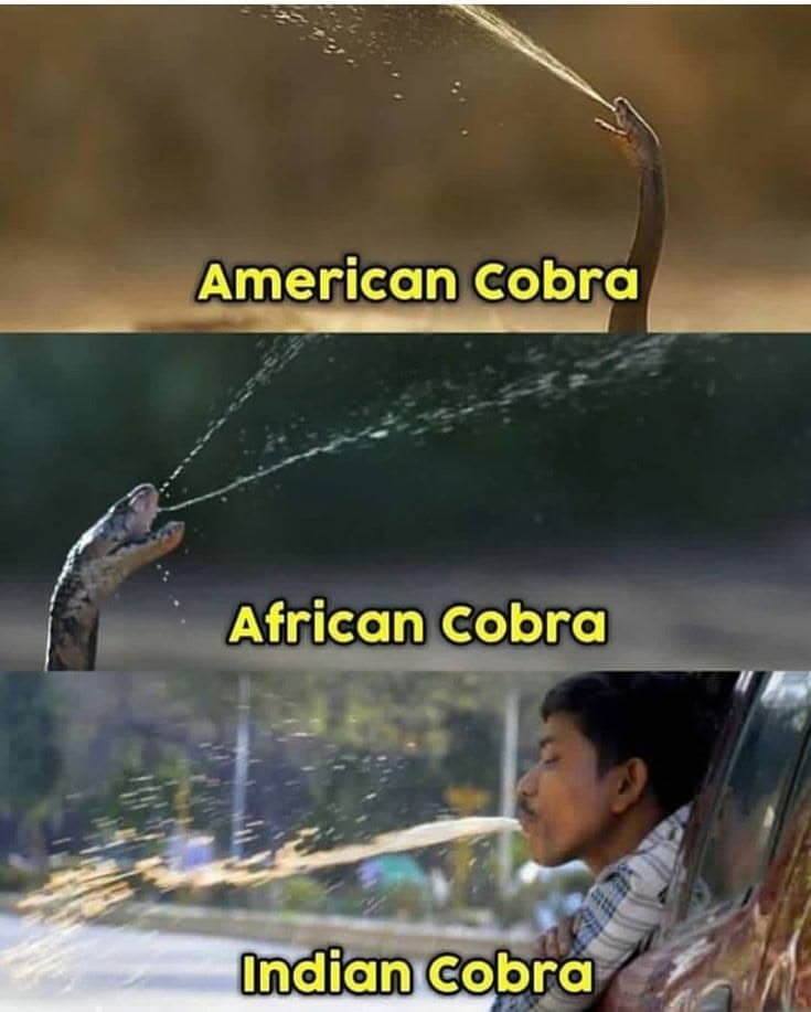 Types of Cobras Around the World Meme